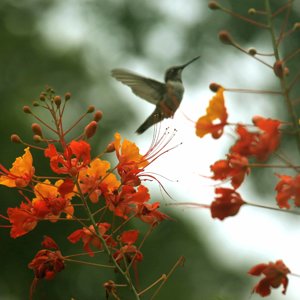 Black Chinned H Bird