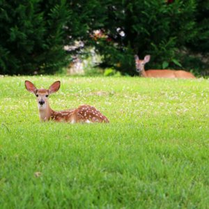 deer1