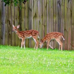 deer3