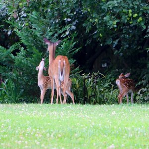 deer4