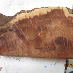 burl