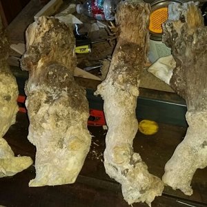Lilac burls