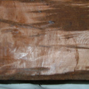 redwood burl3
