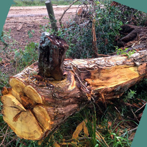 Rest of the Tree