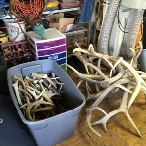 Elk-Whitetail cut offs