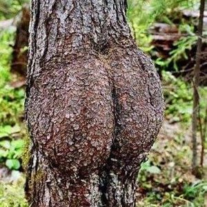 Burl?