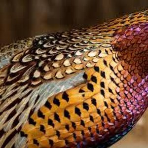 pheasant