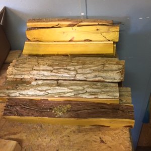 Osage orange