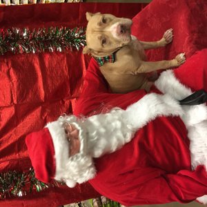 PETSMART Santa 3