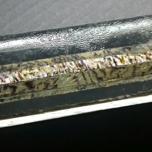 paua11.jpg