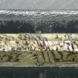 paua61.jpg