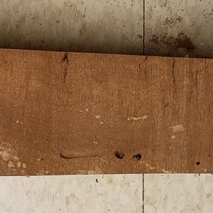 Madrone Burl