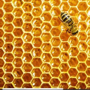 Honey colored honeycomb