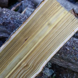Wood ID