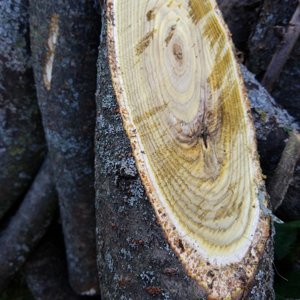 Wood ID
