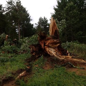 Downed trees