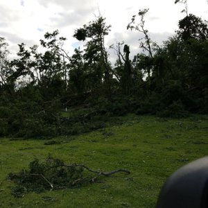 Downed trees
