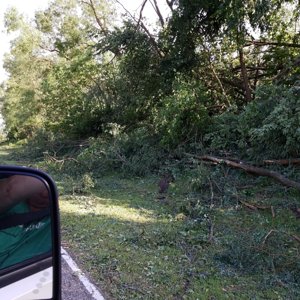 Downed trees