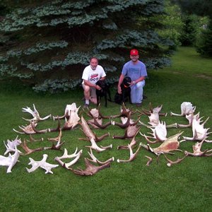 Moose Antler Supply