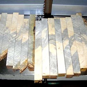 Box Elder