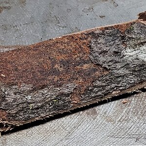 053_bark.jpg