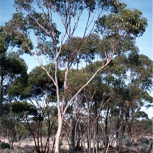 Eucalyptus_corrugata_habit.jpg