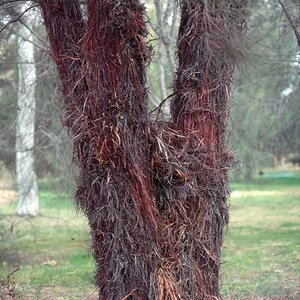 allocasuarina-inophloia-BK-600.jpg