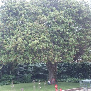 Brazilian Pepper Tree.JPG
