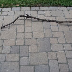 Brazilian Pepper Windfall Branch.JPG