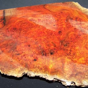Paela Burl Slab