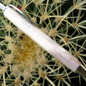 WhiteTail Deer Antler