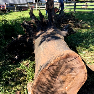 Black Walnut cut 1a.png