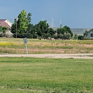 Ulm Grizzly Bear 2.jpg