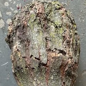 burl_edit.jpg