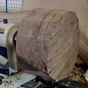 Walnut 3a.jpg