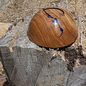 SB Elm 02c.jpg