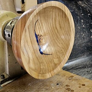 SB Elm 02e.jpg