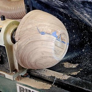 SB Elm 02f.jpg
