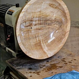 Maple 02a.jpg