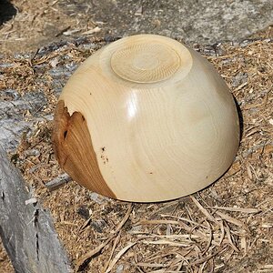 Hickory 02d.jpg