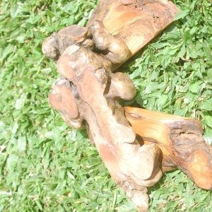 DSC_0037.JPG