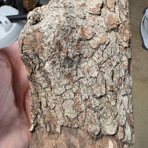 bark.jpg