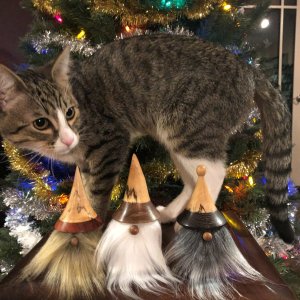 Gnomes and a cat.jpg