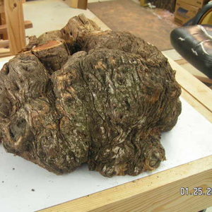 Burl two