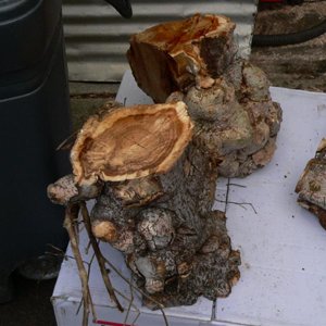 unknown wood found on curb