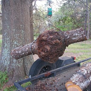 Small Cherry Burl