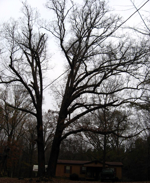 150 year old red oak