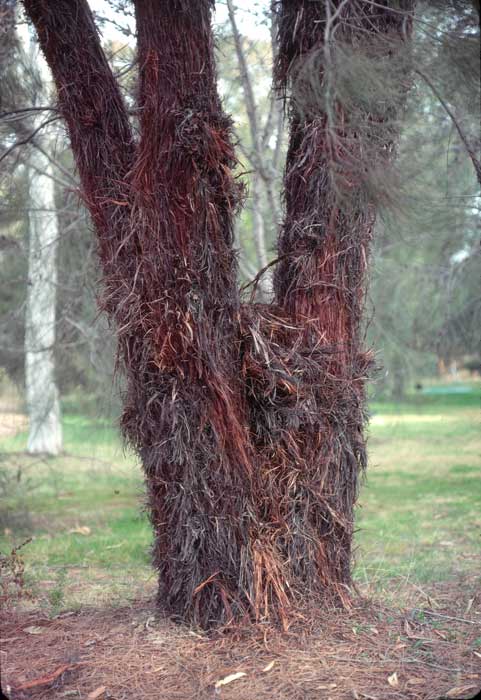 allocasuarina-inophloia-BK-600.jpg