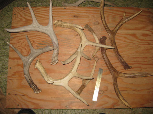 antlers