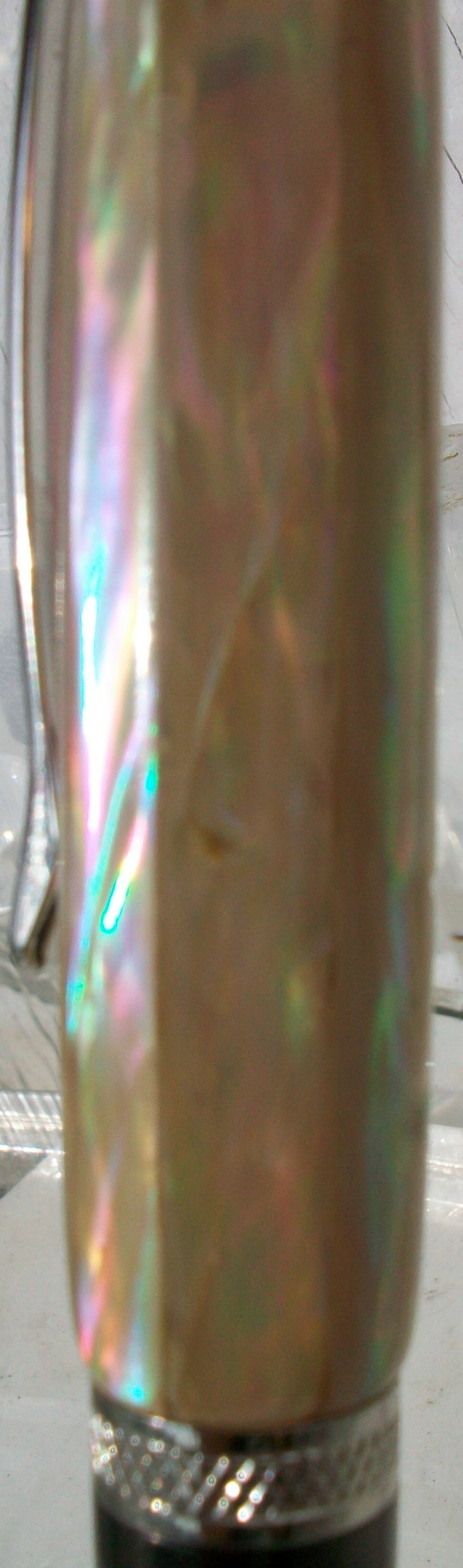 awabi rim shell sierra close up